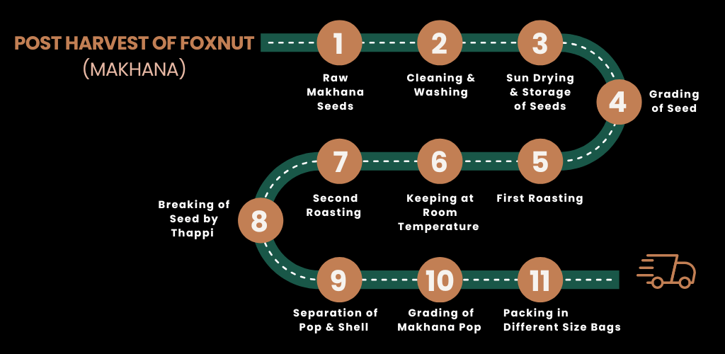 Process of Foxnut at IKSA Exports